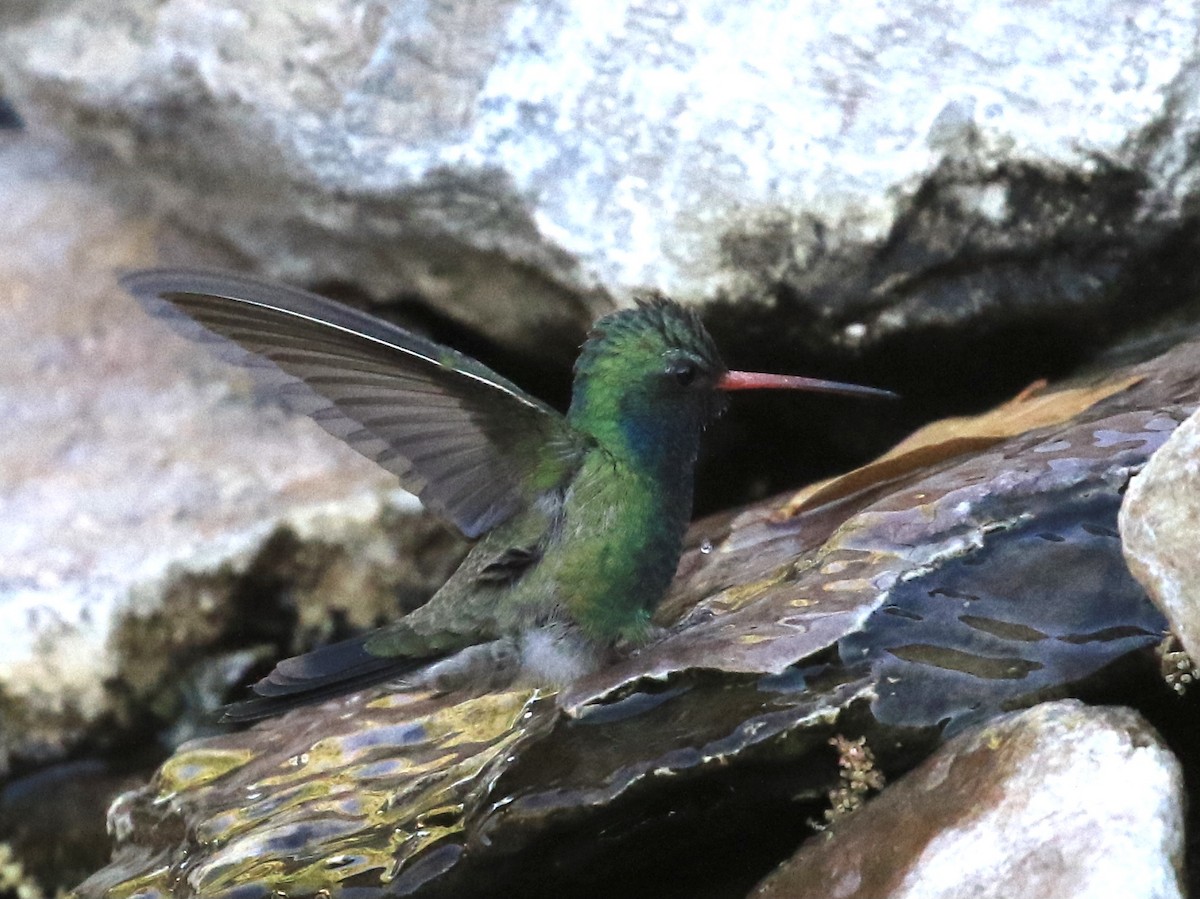 Broad-billed Hummingbird - ML618486636