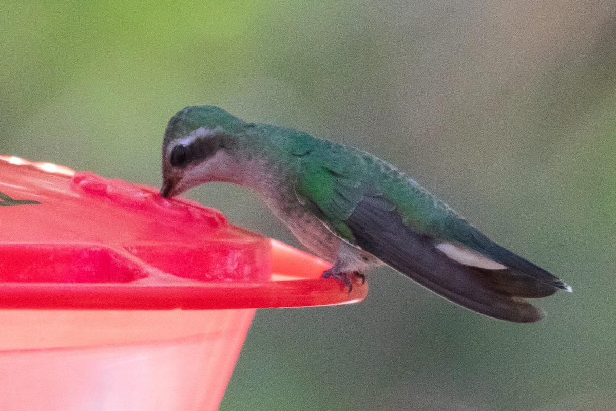 Broad-billed Hummingbird - ML618486667