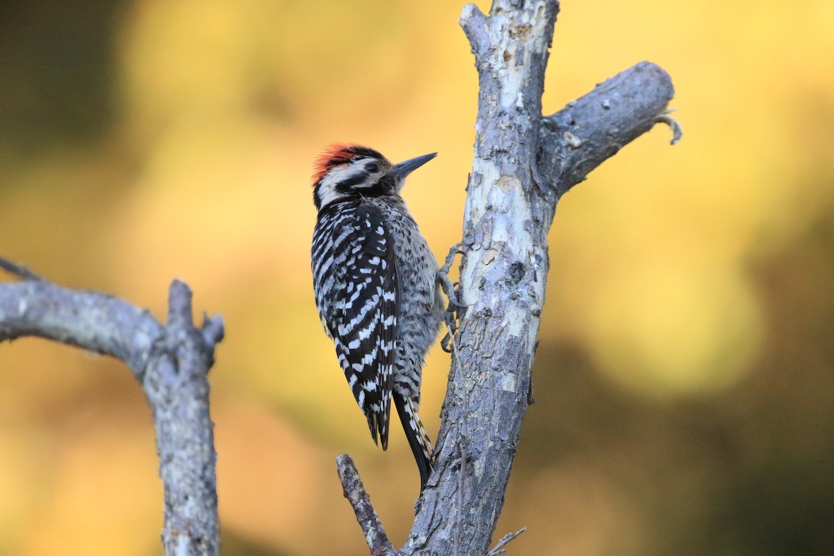 Ladder-backed Woodpecker - Michele Swartout
