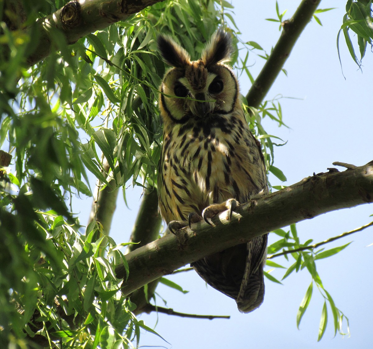 Striped Owl - ML618486685