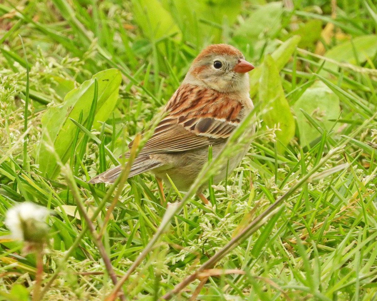 Field Sparrow - ML618486686