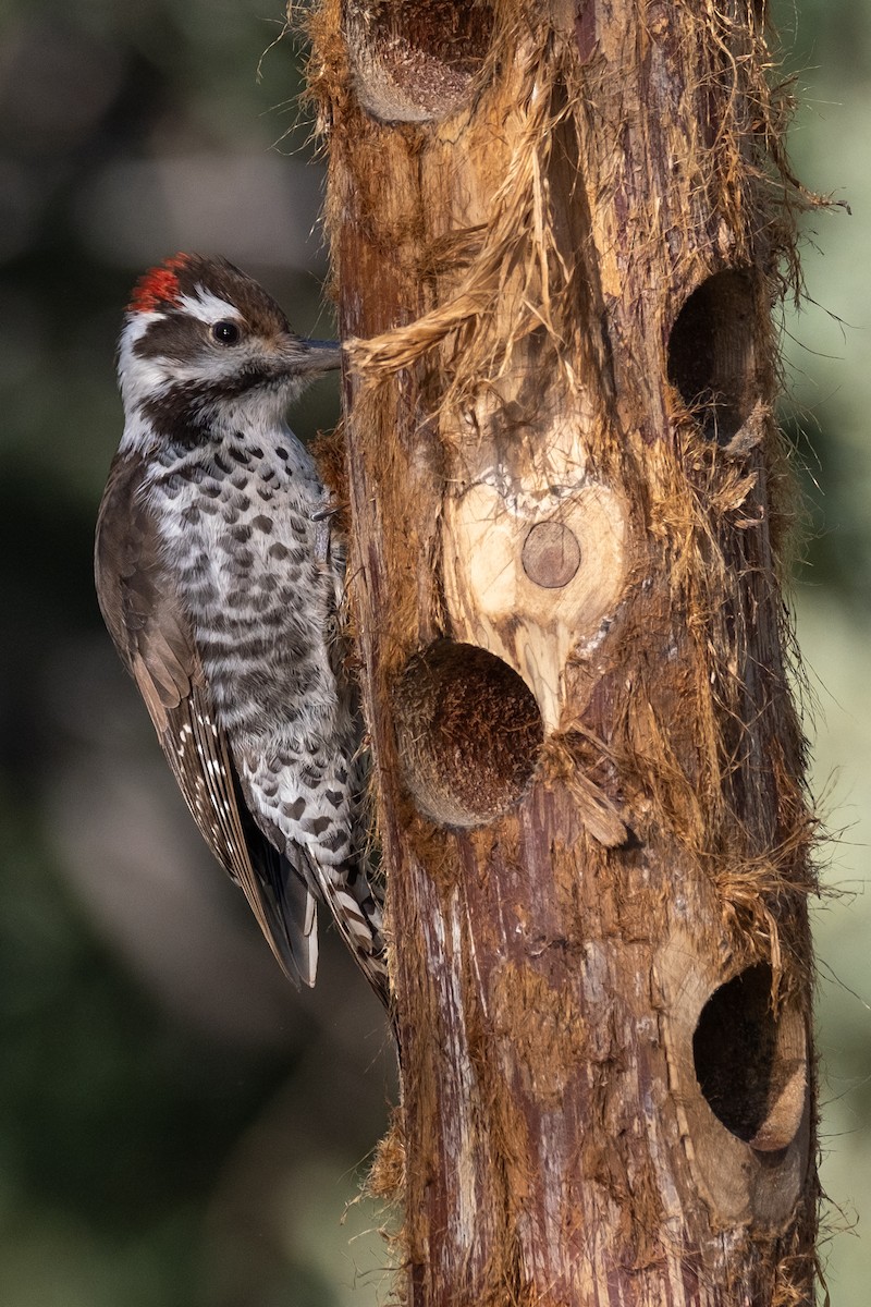 Arizona Woodpecker - Tim Horvath