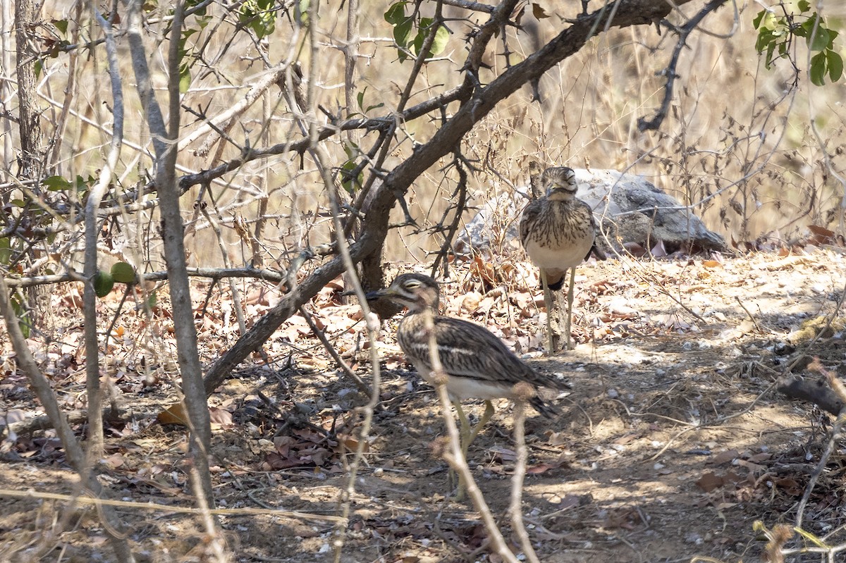 Indian Thick-knee - ML618486743
