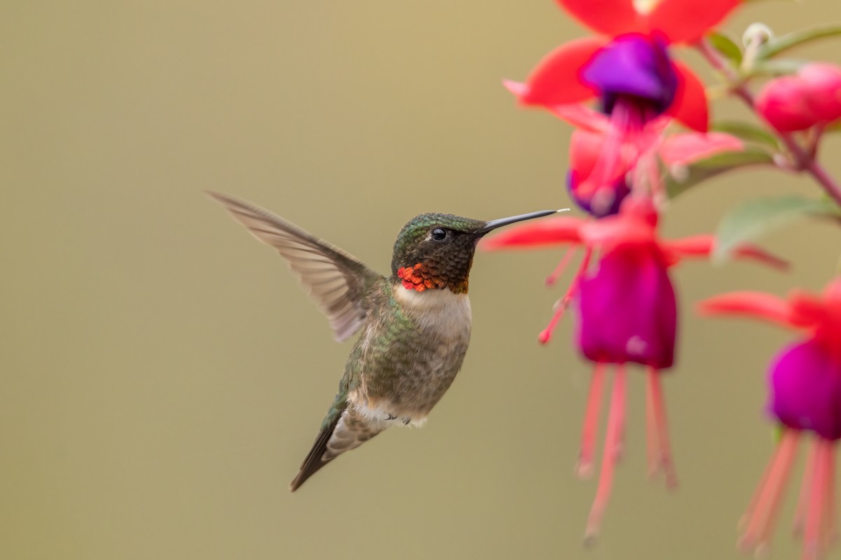 Ruby-throated Hummingbird - ML618486749