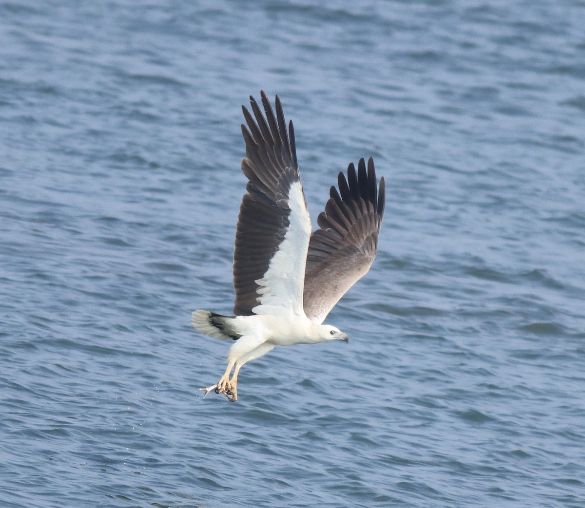 White-bellied Sea-Eagle - Afsar Nayakkan