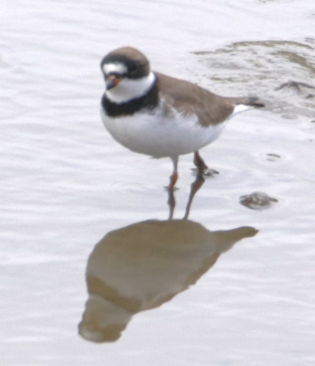 Semipalmated Plover - ML618486799