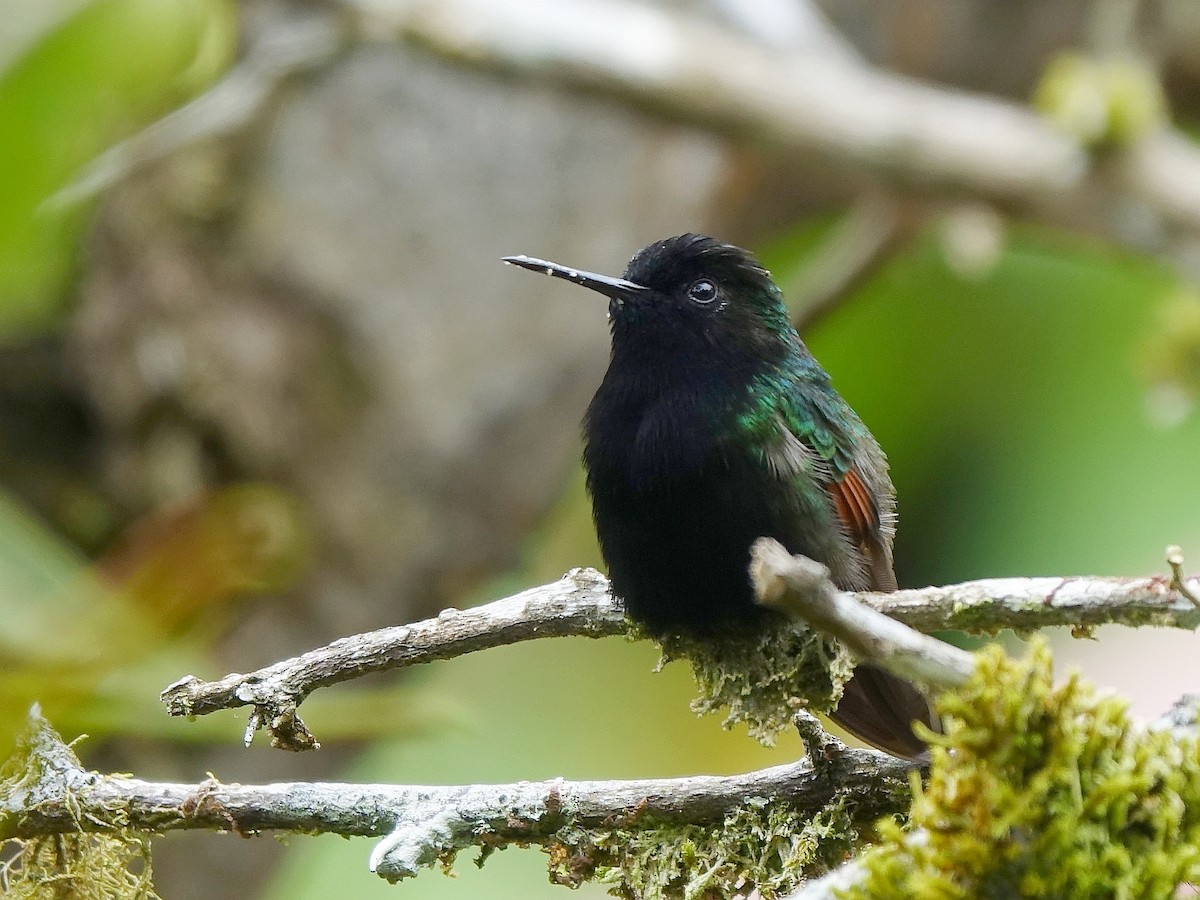 Black-bellied Hummingbird - ML618486807