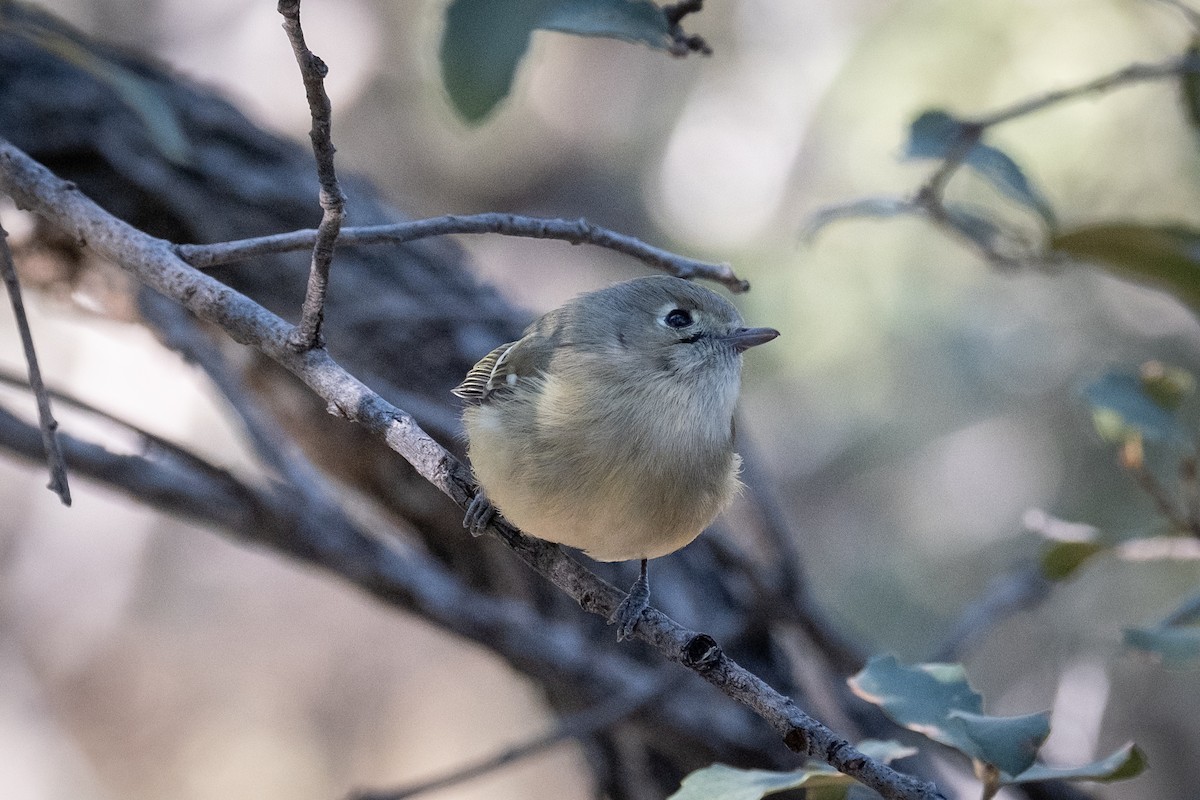 Hutton's Vireo - Tim Horvath