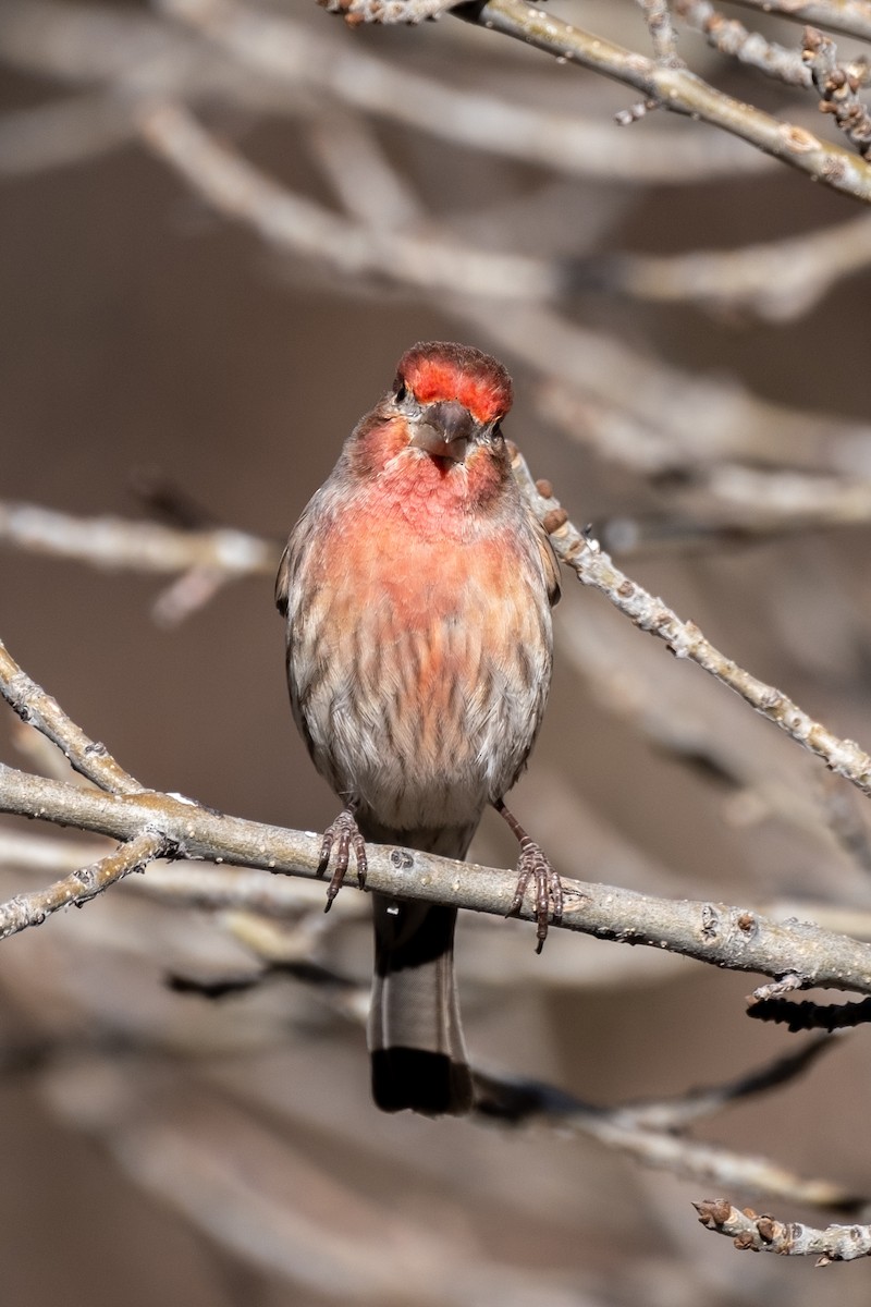 House Finch - Tim Horvath
