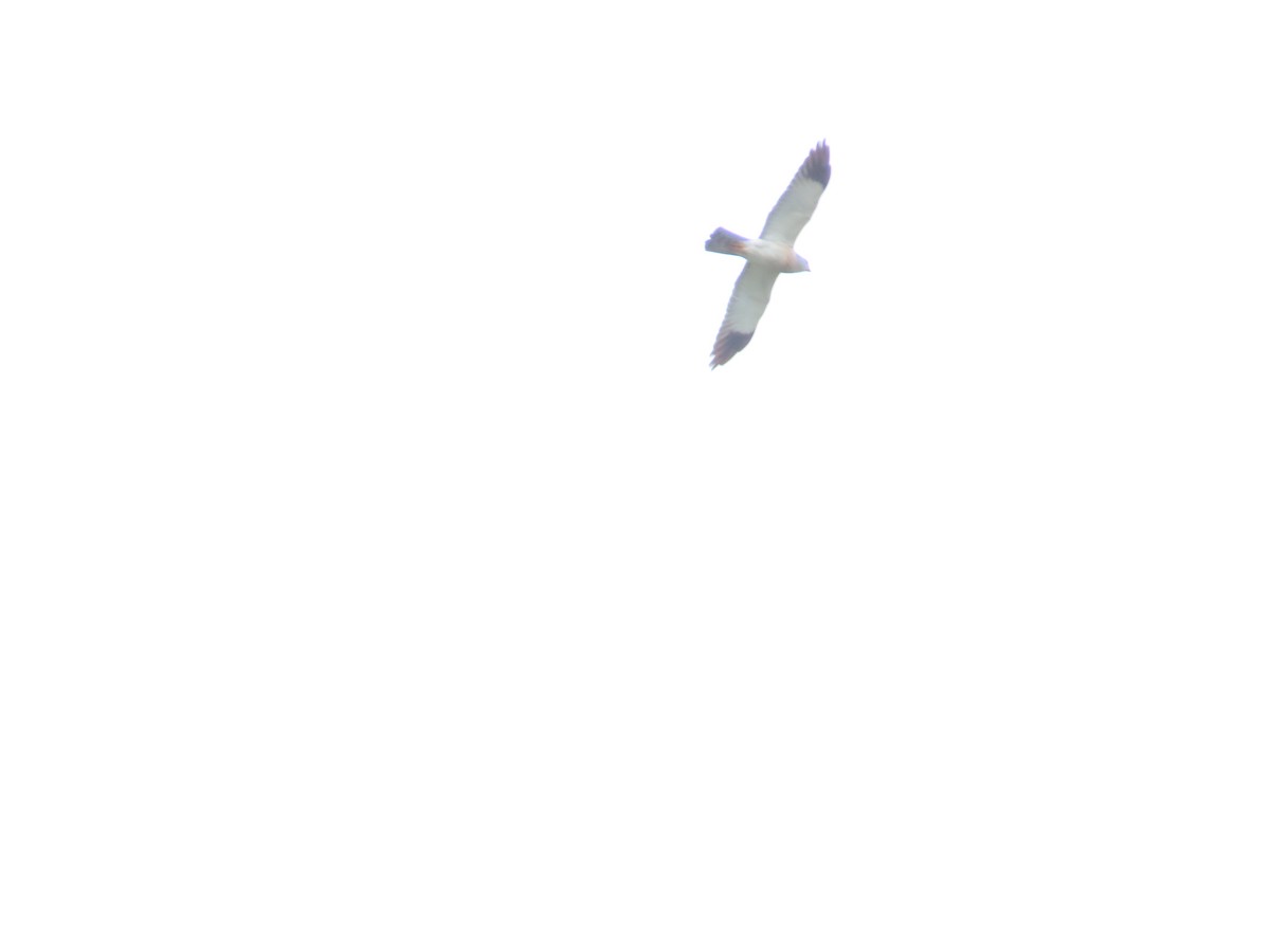Japanese Sparrowhawk - ML618486849