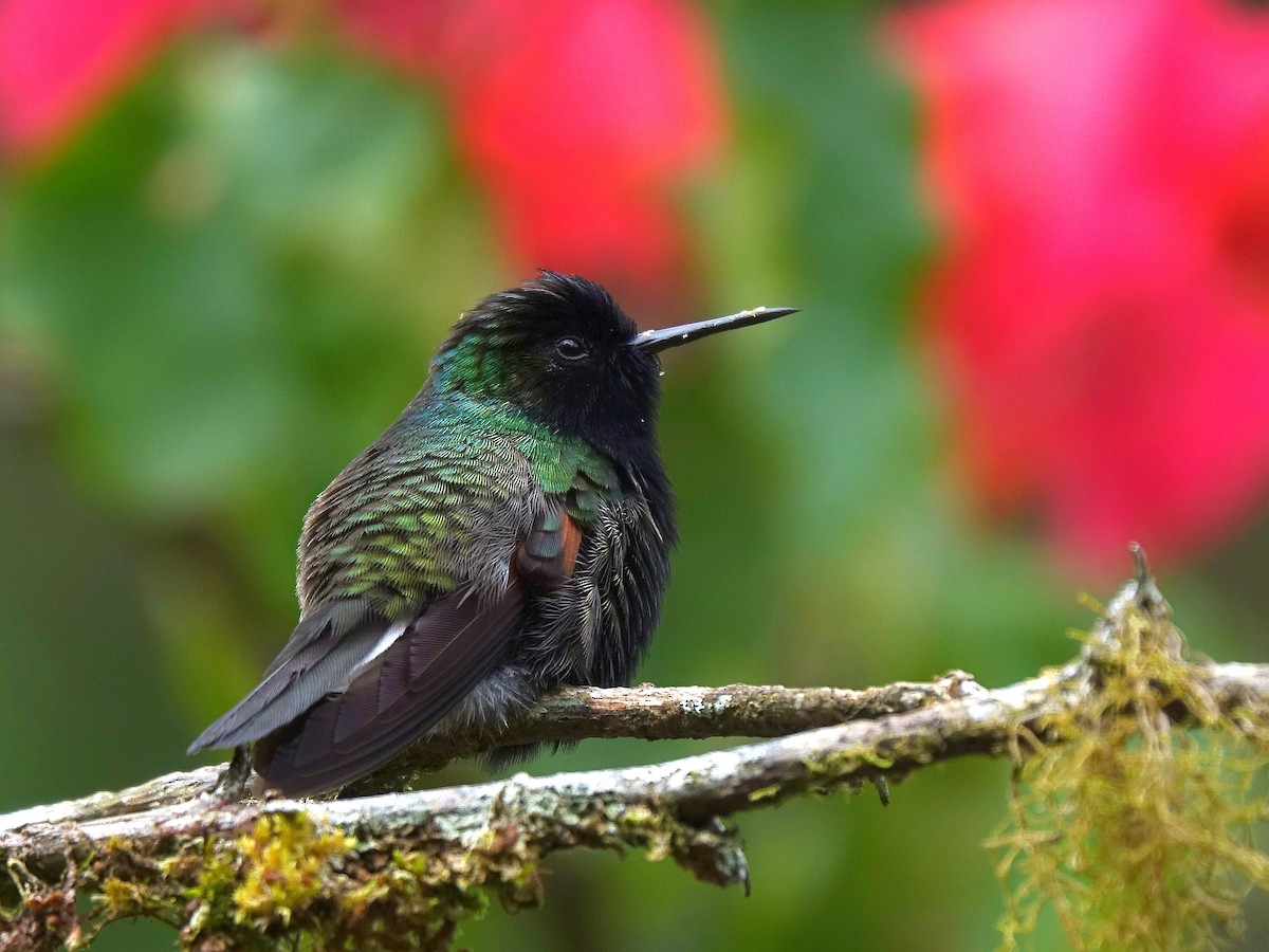 Black-bellied Hummingbird - ML618486856