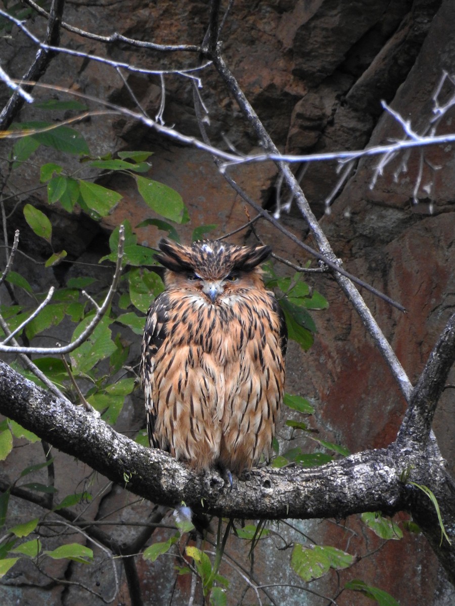 Tawny Fish-Owl - ML618486875
