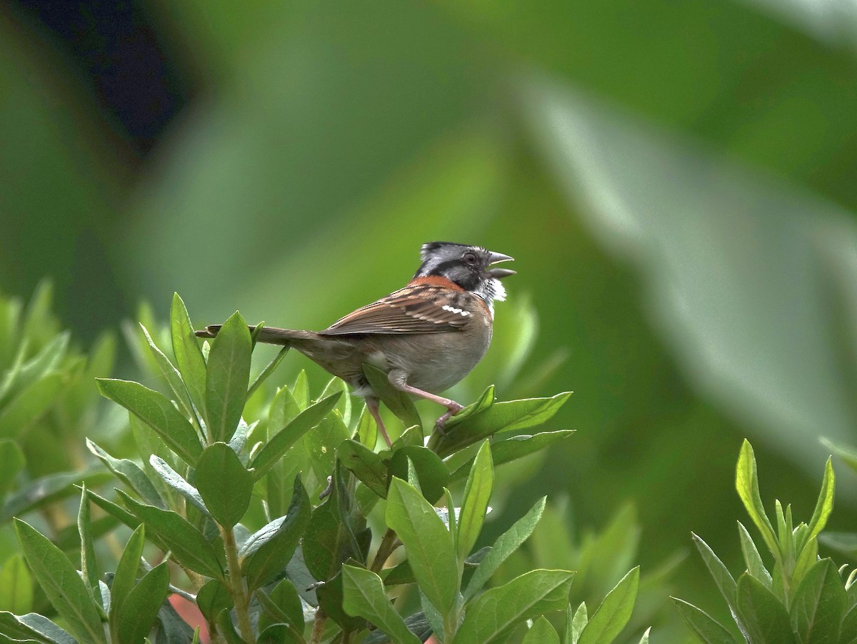 Rufous-collared Sparrow - ML618486889