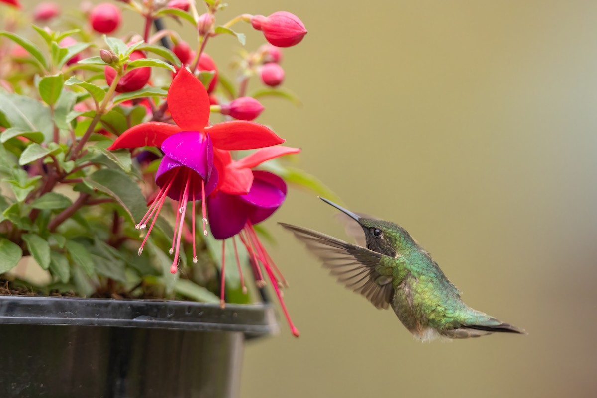 Ruby-throated Hummingbird - ML618486933