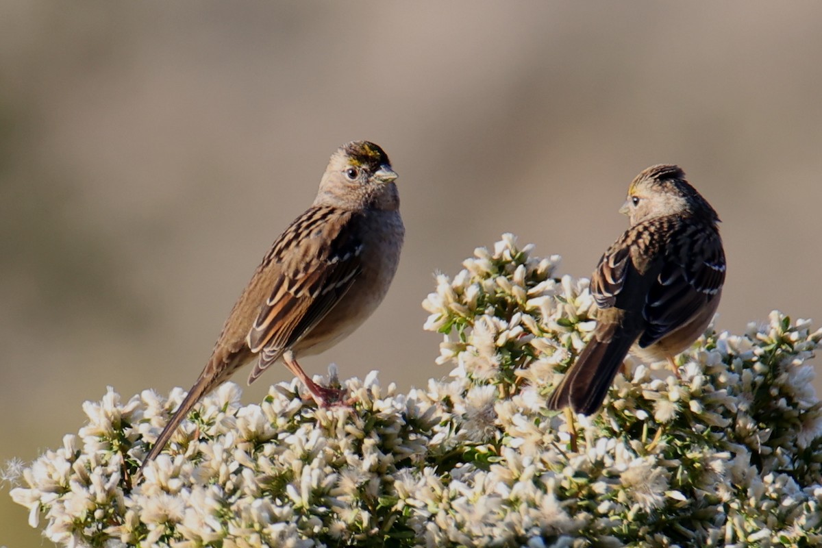 Golden-crowned Sparrow - ML618486953