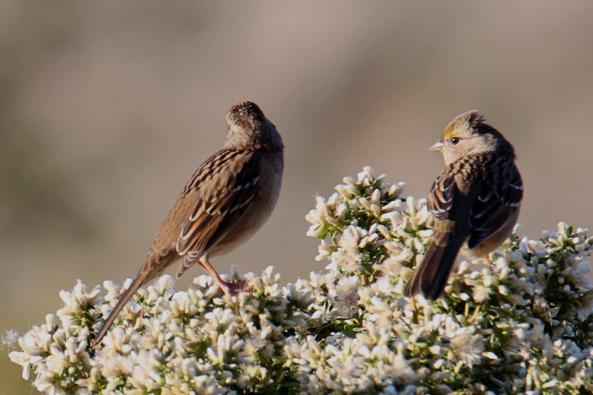 Golden-crowned Sparrow - ML618486954