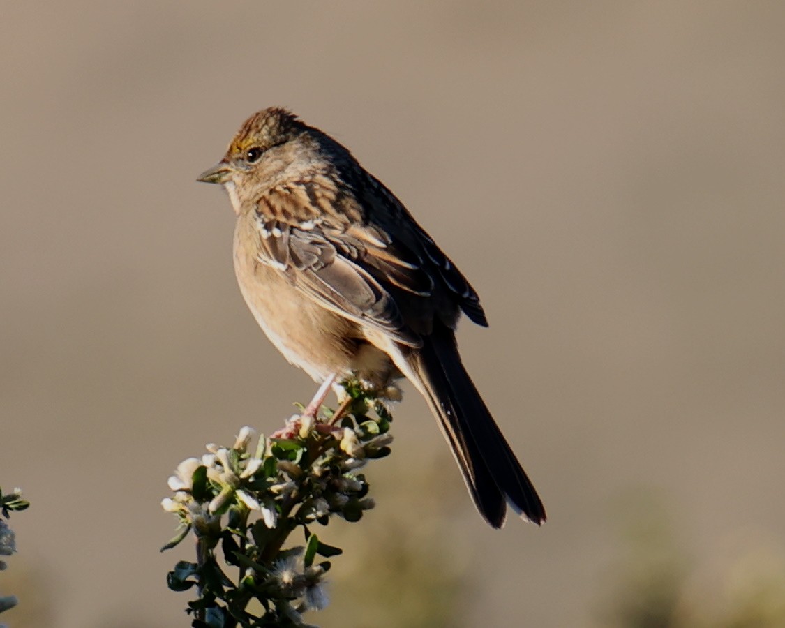 Golden-crowned Sparrow - ML618486955