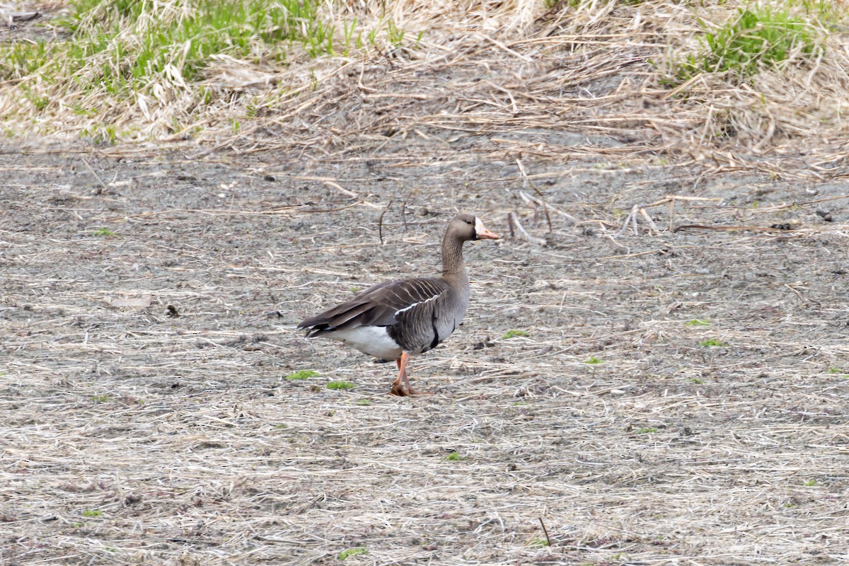 Greater White-fronted Goose - ML618486968