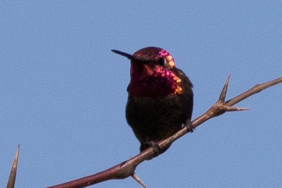 Anna's Hummingbird - ML618486972