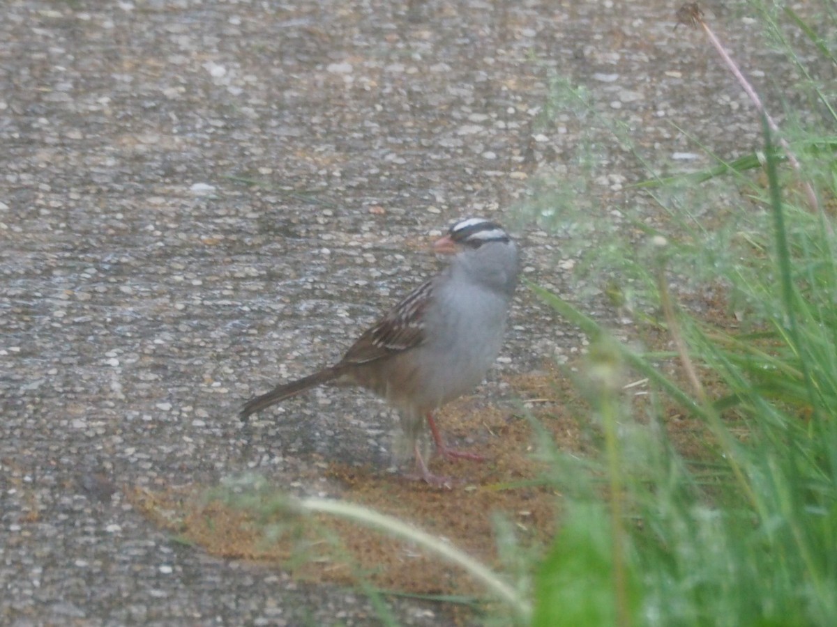 White-crowned Sparrow - ML618486980