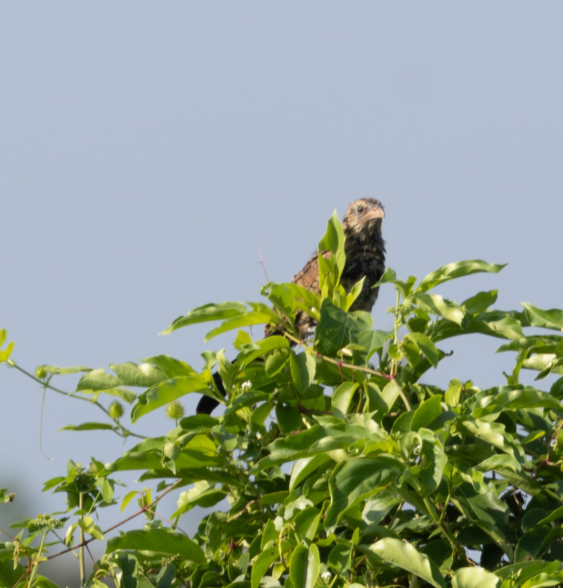 Greater Coucal - ML618486982