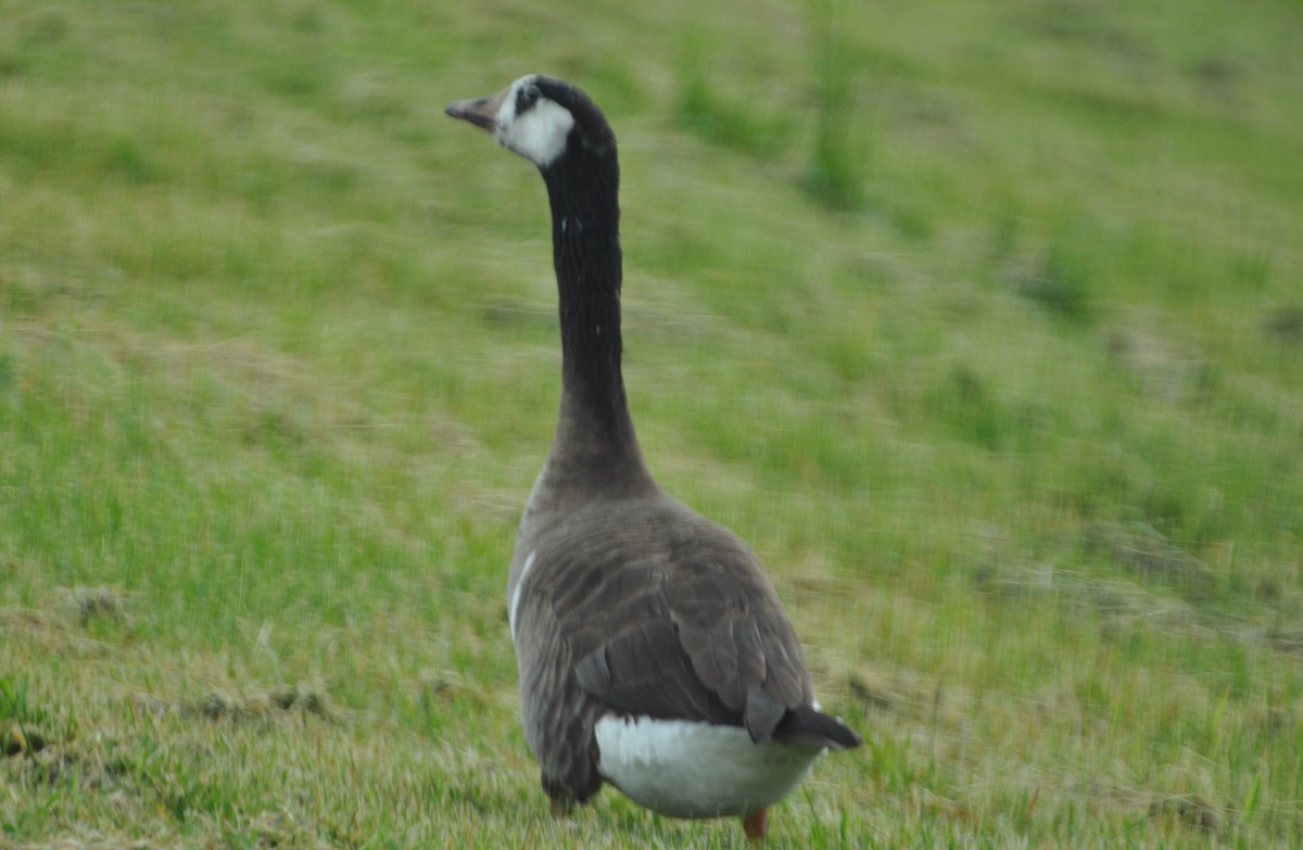 Domestic goose sp. (Domestic type) - David Argent