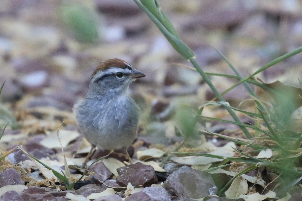 Chipping Sparrow - ML618487002