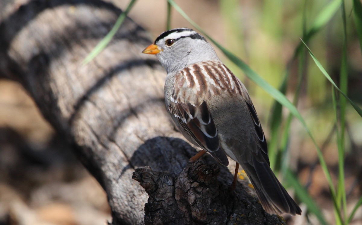 White-crowned Sparrow - Don Cassidy