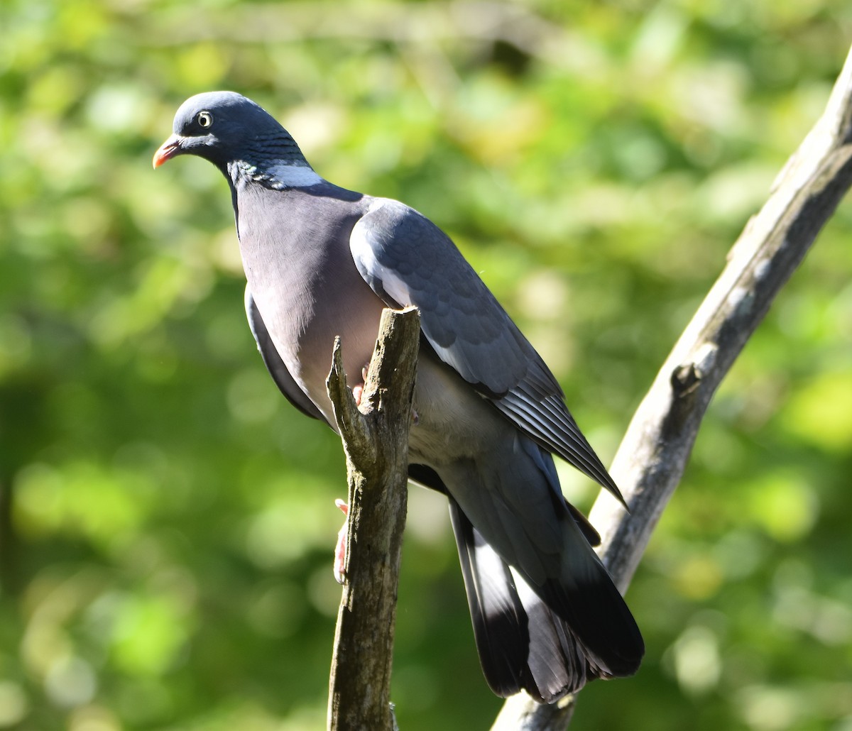 Common Wood-Pigeon - ML618487024