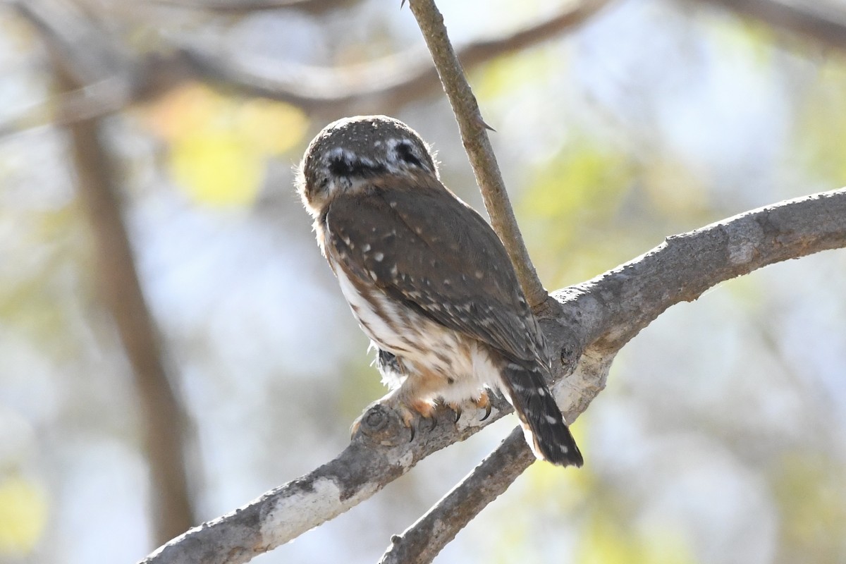 Colima Pygmy-Owl - ML618487059