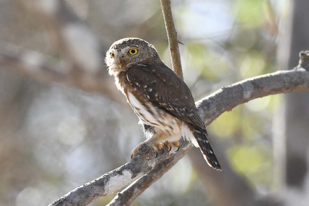 Colima Pygmy-Owl - L.Vidal Prado Paniagua