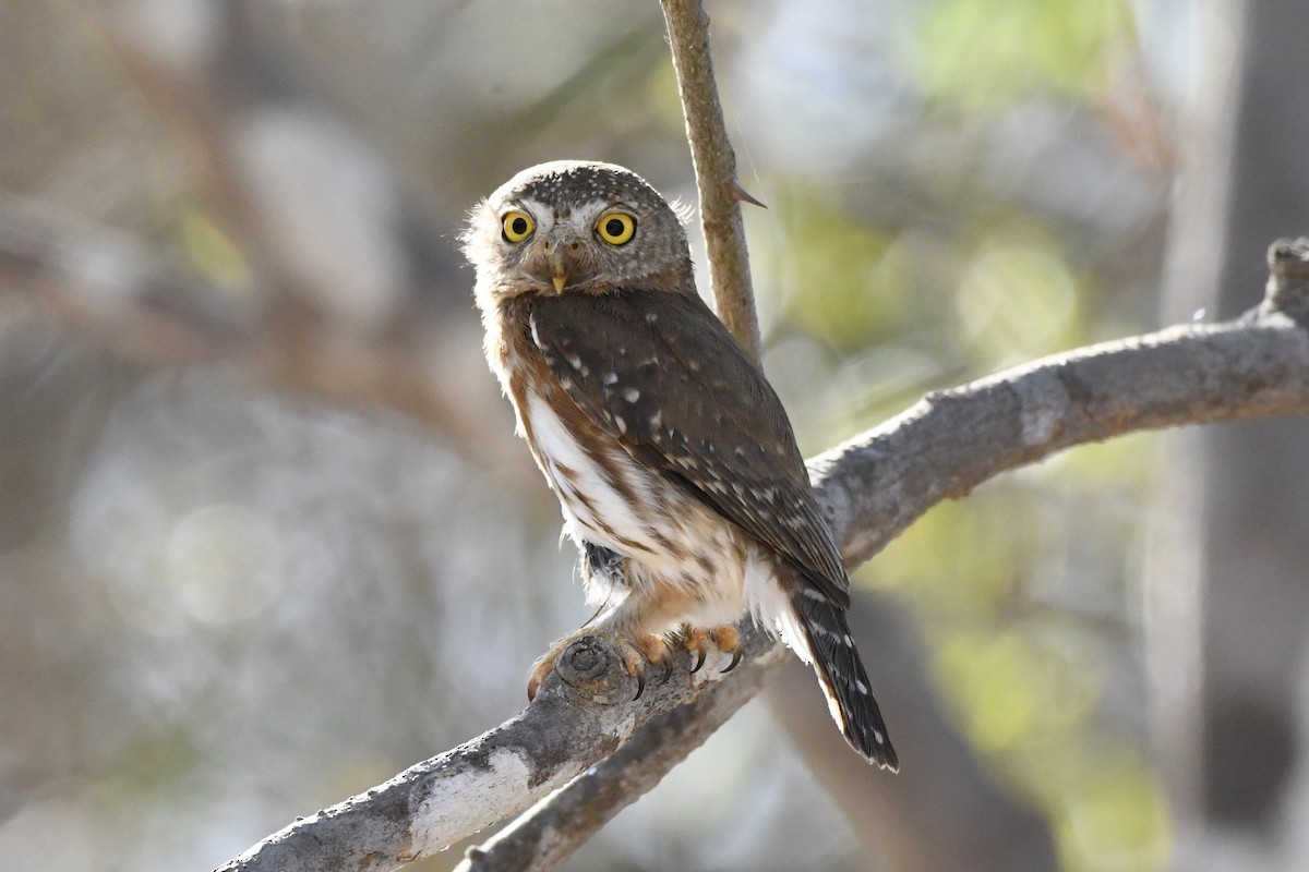 Colima Pygmy-Owl - L.Vidal Prado Paniagua