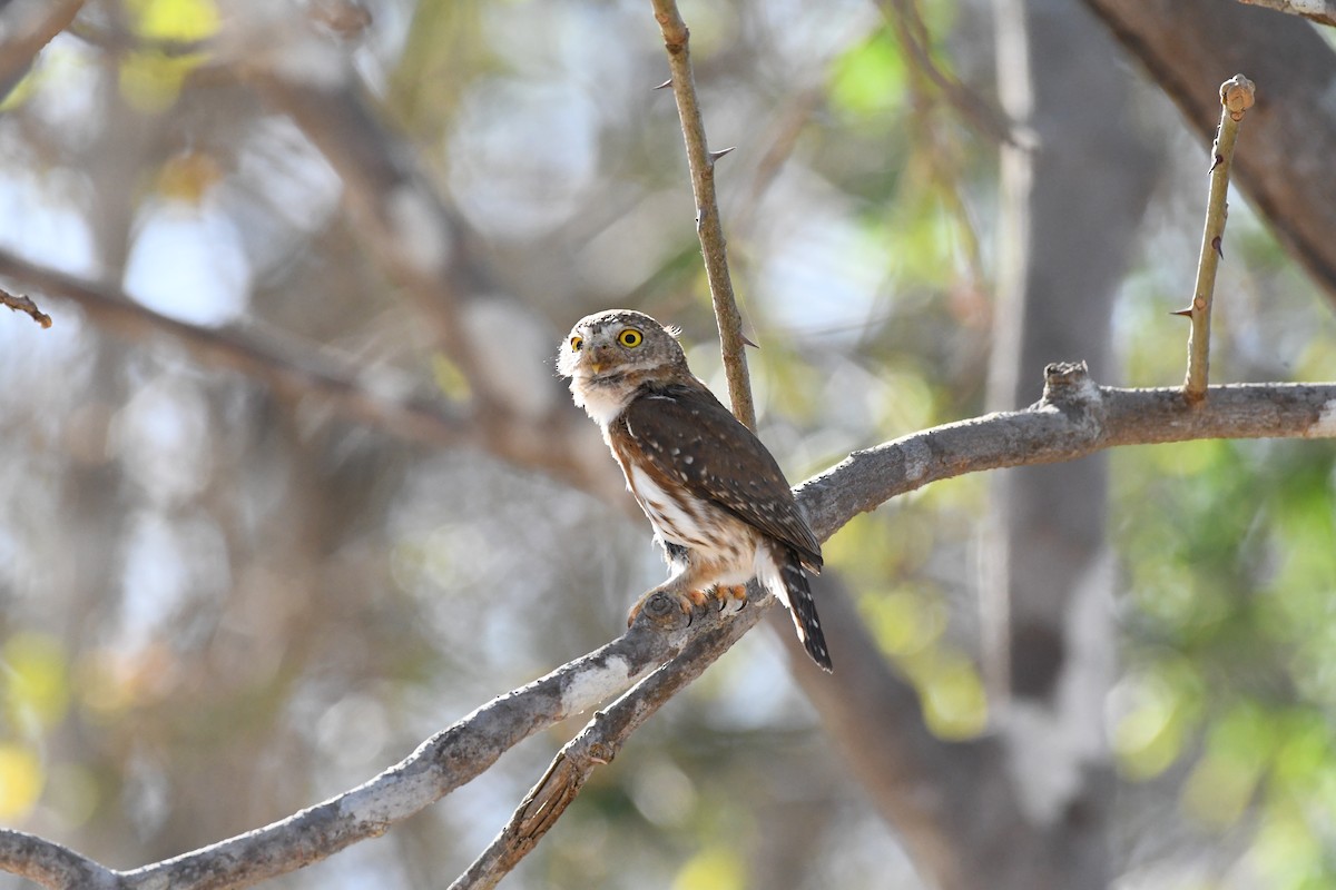 Colima Pygmy-Owl - ML618487063