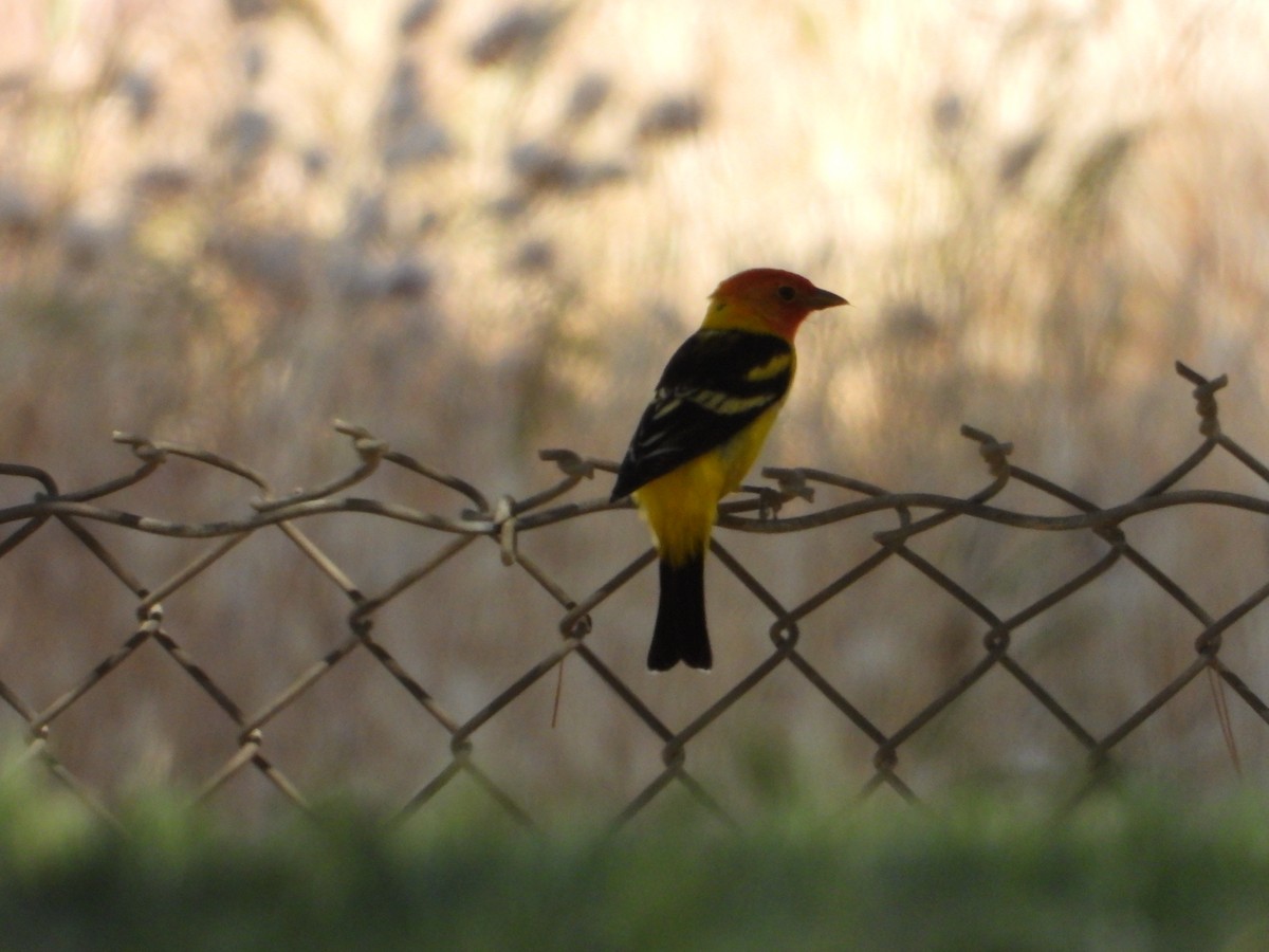 Western Tanager - ML618487066