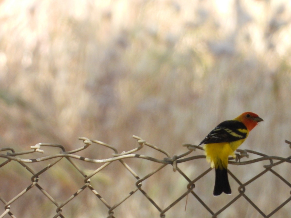 Western Tanager - ML618487067