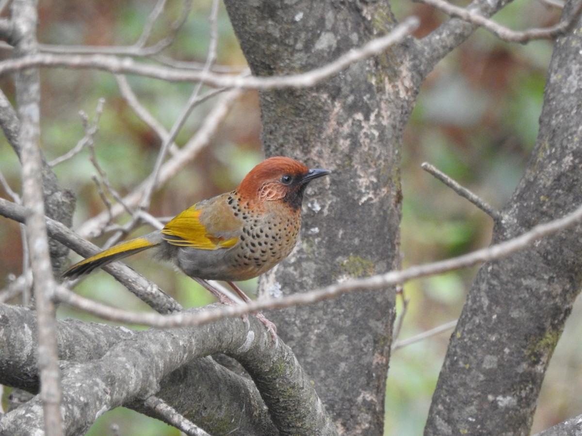 Chestnut-crowned Laughingthrush - ML618487074