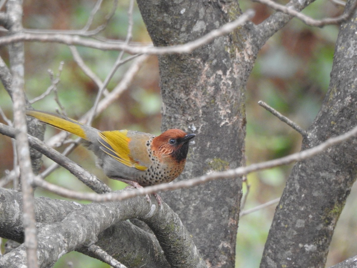 Chestnut-crowned Laughingthrush - ML618487075