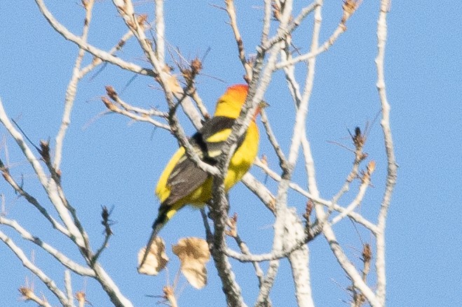 Western Tanager - ML618487131