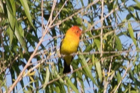Western Tanager - ML618487132