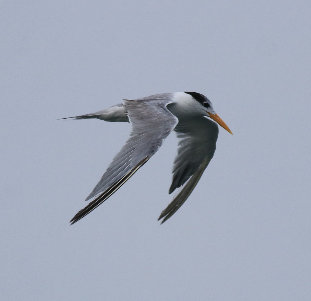 Lesser Crested Tern - ML618487163