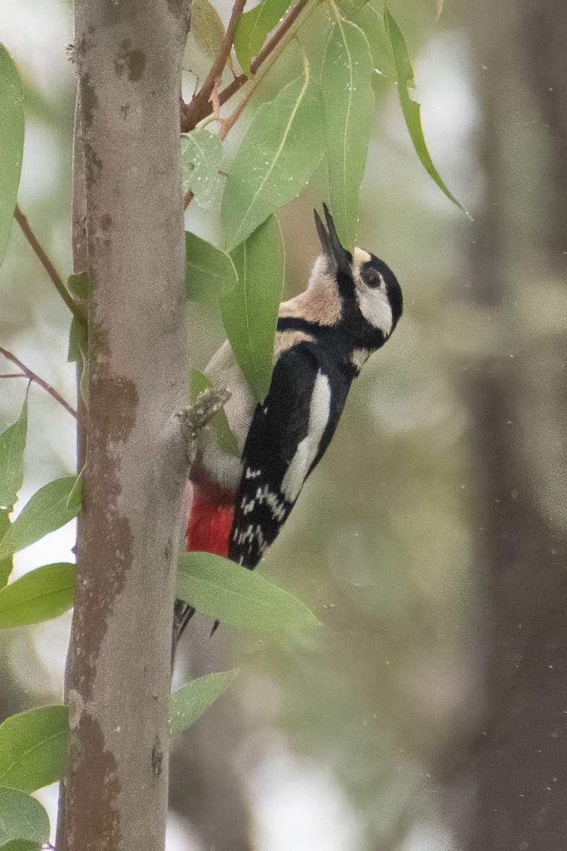 Great Spotted Woodpecker - ML618487192