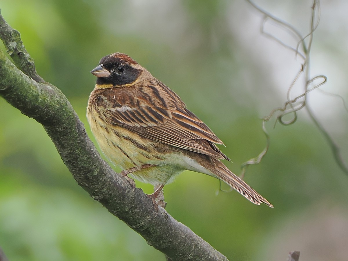 Yellow-breasted Bunting - ML618487197
