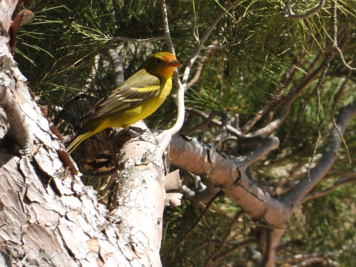 Western Tanager - ML618487208