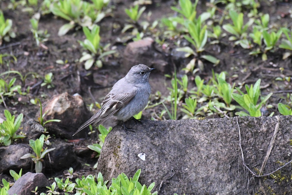 Townsend's Solitaire - ML618487255