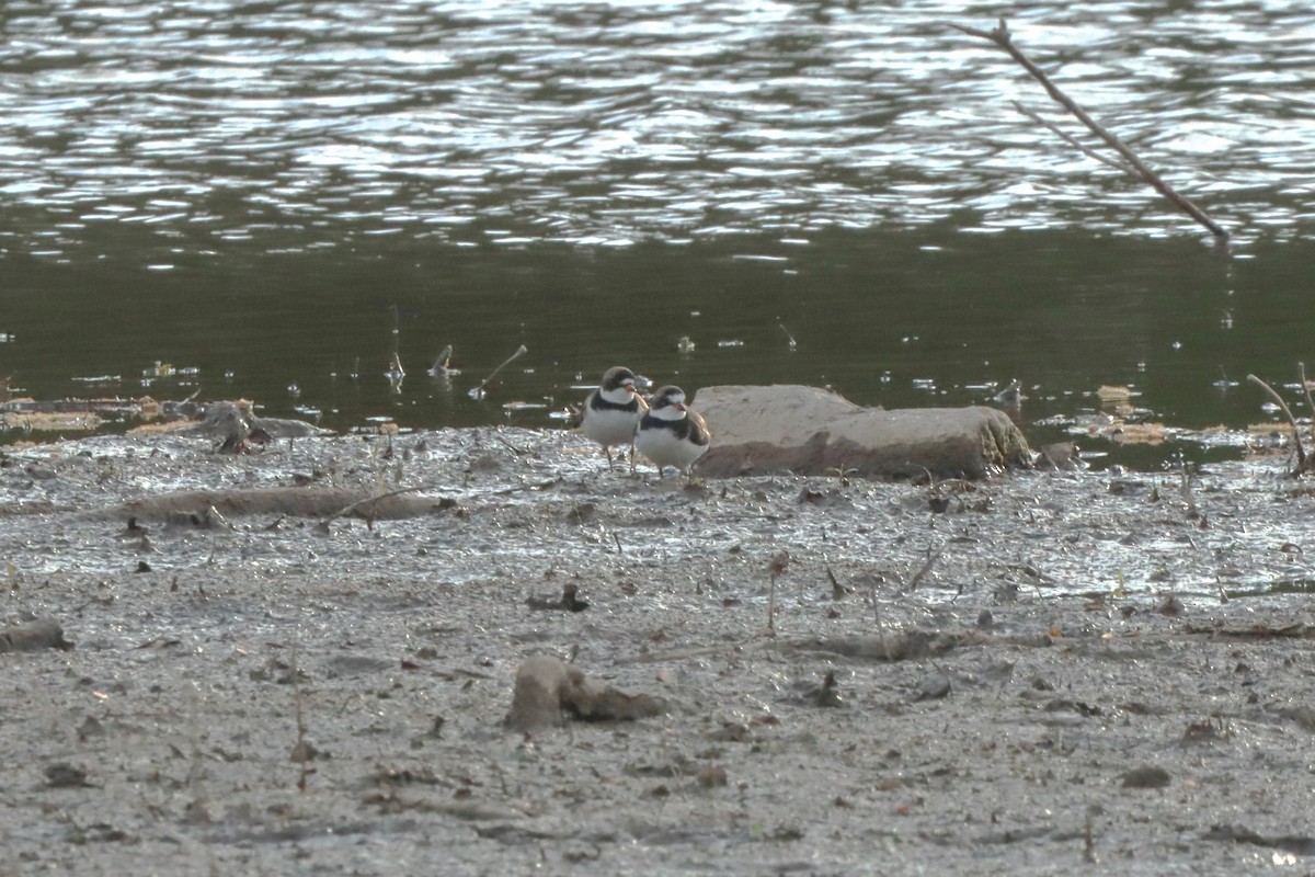 Semipalmated Plover - ML618487256