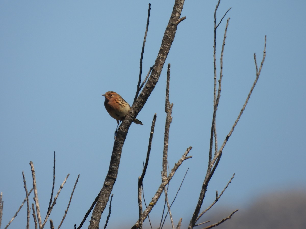 Red-throated Pipit - ML618487259