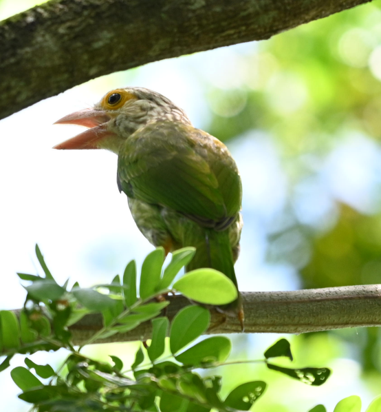 Lineated Barbet - ML618487297