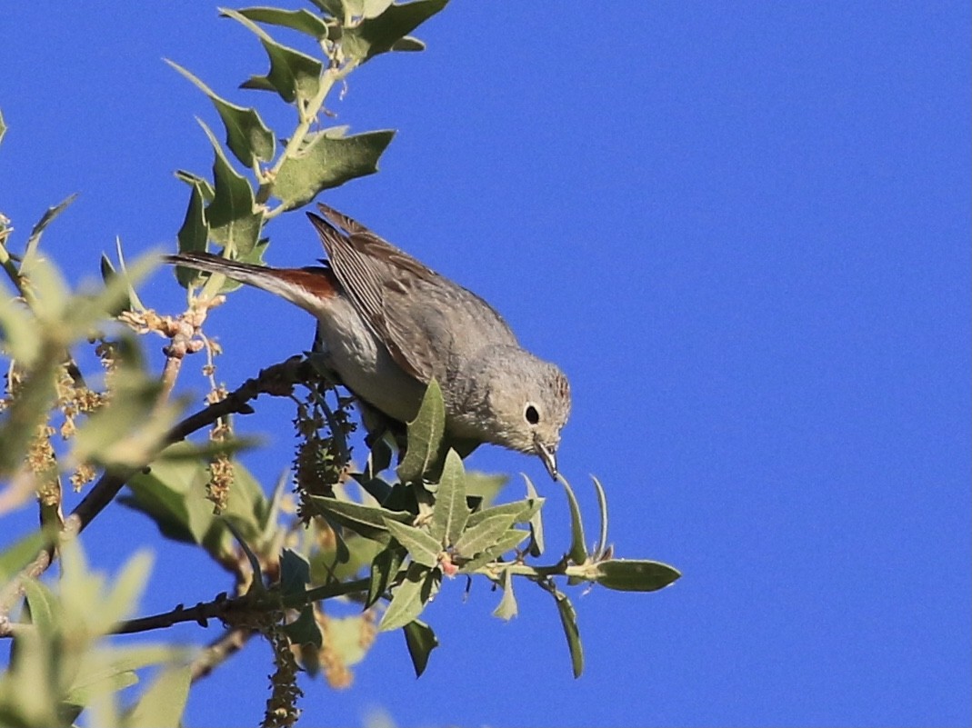 Lucy's Warbler - ML618487306