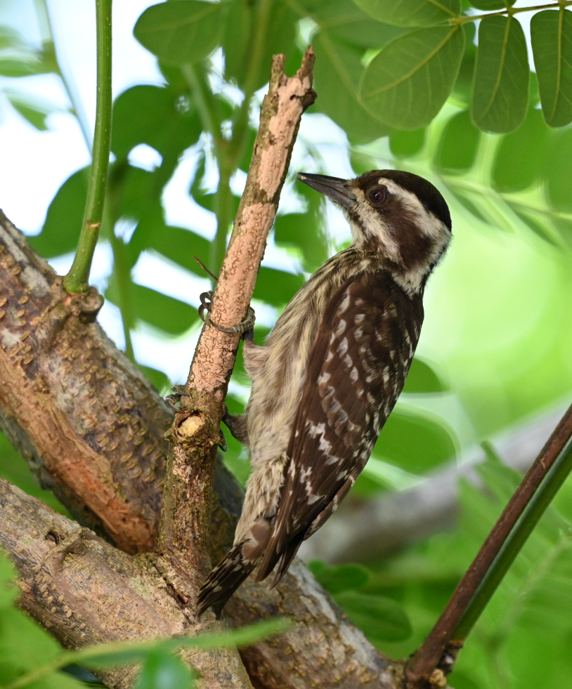 Sunda Pygmy Woodpecker - ML618487308