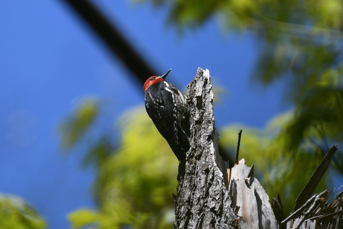 Red-breasted Sapsucker - ML618487342